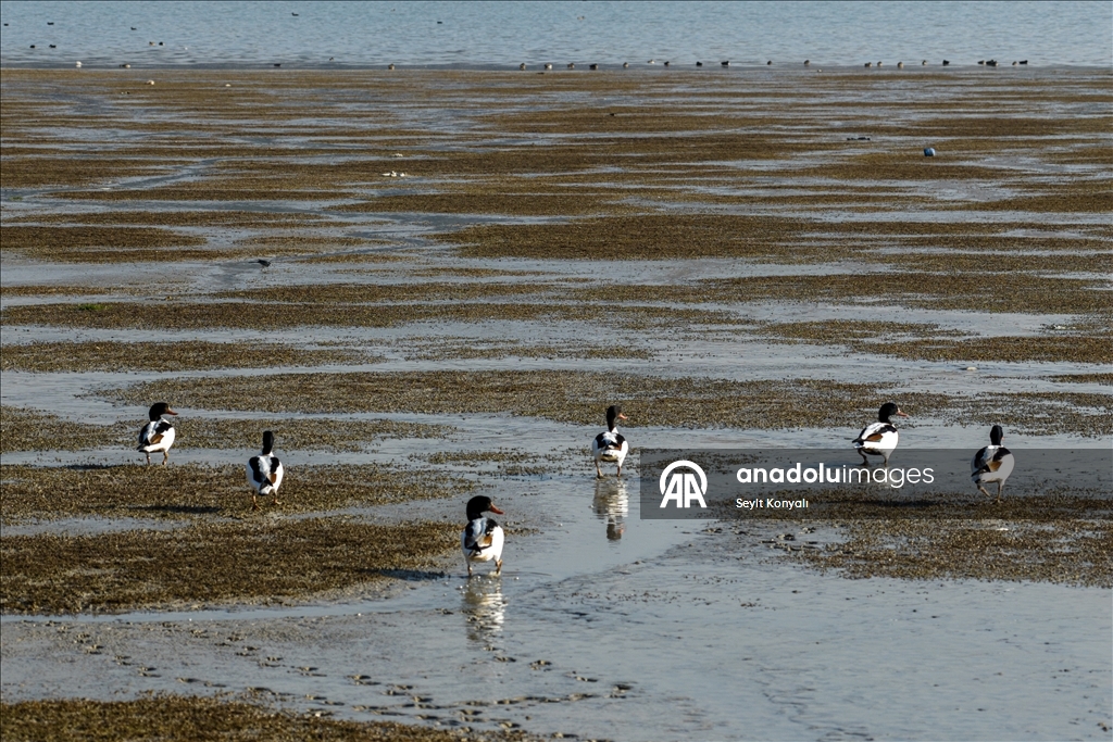 Altınapa Barajı göç yolundaki yaban ördeklerine mola noktası oldu
