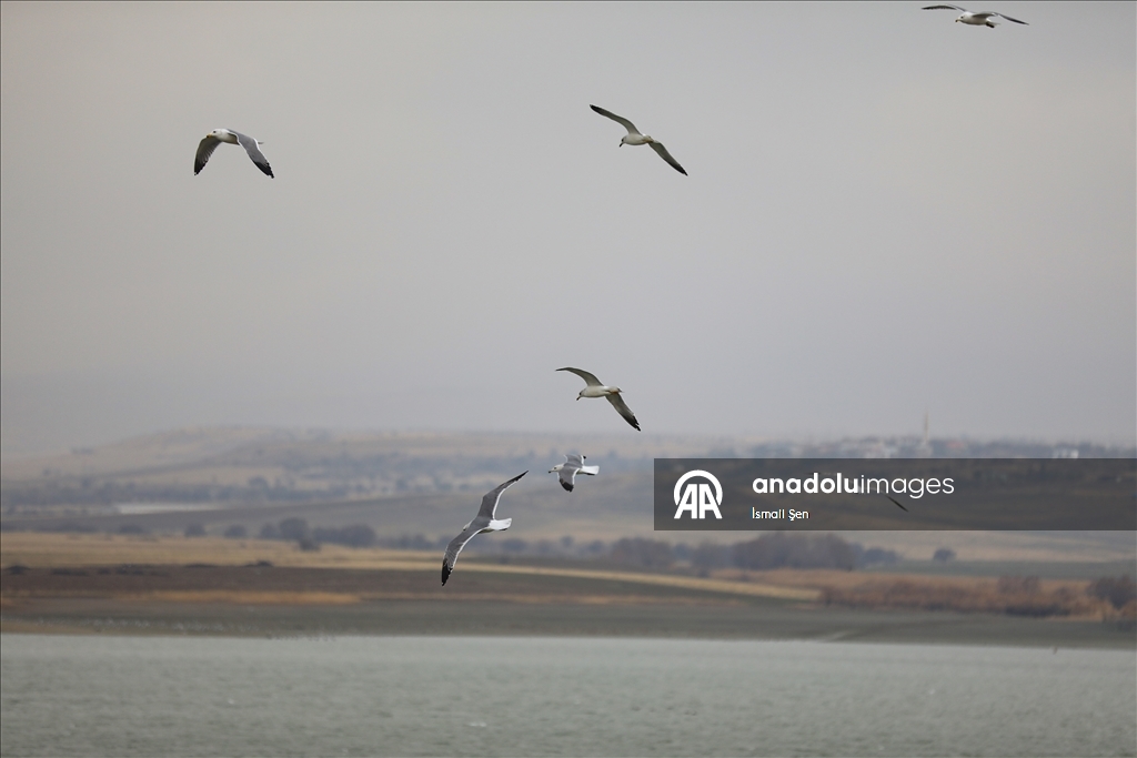 Водохранилище Чип в провинции Элязыг принимает тысячи перелетных птиц самых разных видов