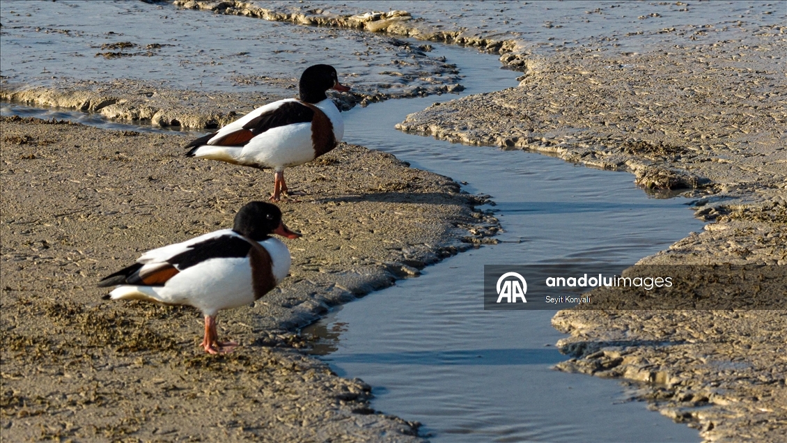 Altınapa Barajı göç yolundaki yaban ördeklerine mola noktası oldu