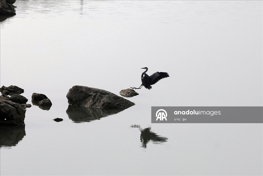 Водохранилище Чип в провинции Элязыг принимает тысячи перелетных птиц самых разных видов