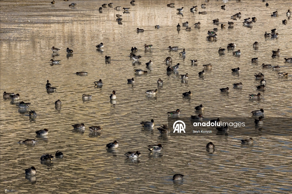 Altınapa Barajı göç yolundaki yaban ördeklerine mola noktası oldu