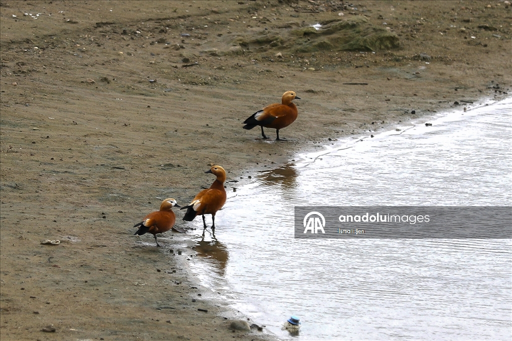 Водохранилище Чип в провинции Элязыг принимает тысячи перелетных птиц самых разных видов