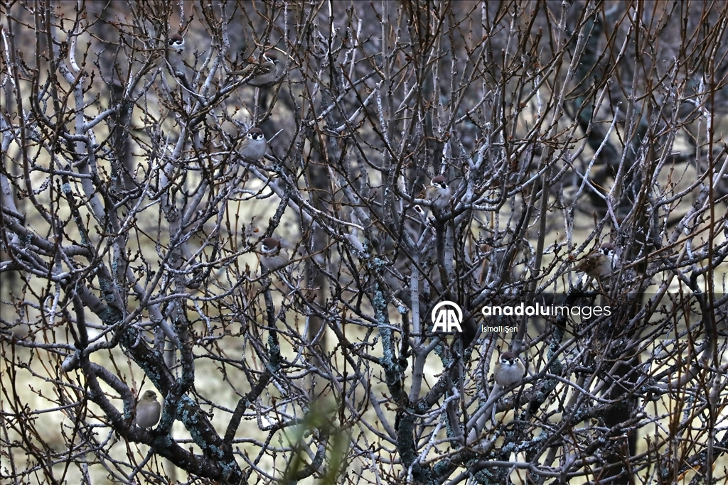 Водохранилище Чип в провинции Элязыг принимает тысячи перелетных птиц самых разных видов