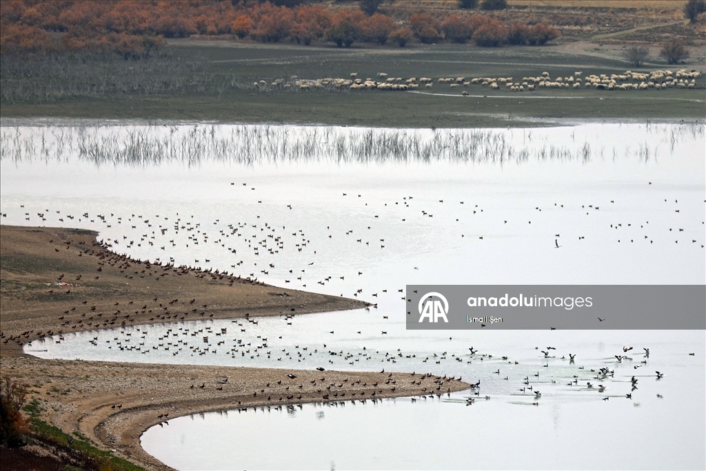 Водохранилище Чип в провинции Элязыг принимает тысячи перелетных птиц самых разных видов