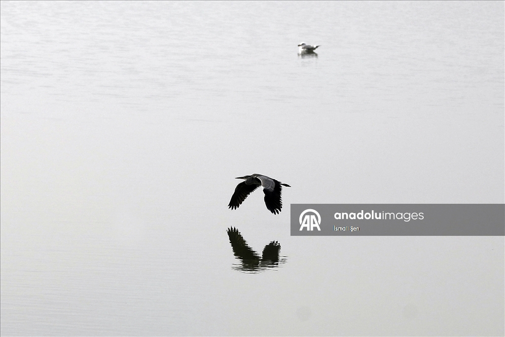 Водохранилище Чип в провинции Элязыг принимает тысячи перелетных птиц самых разных видов