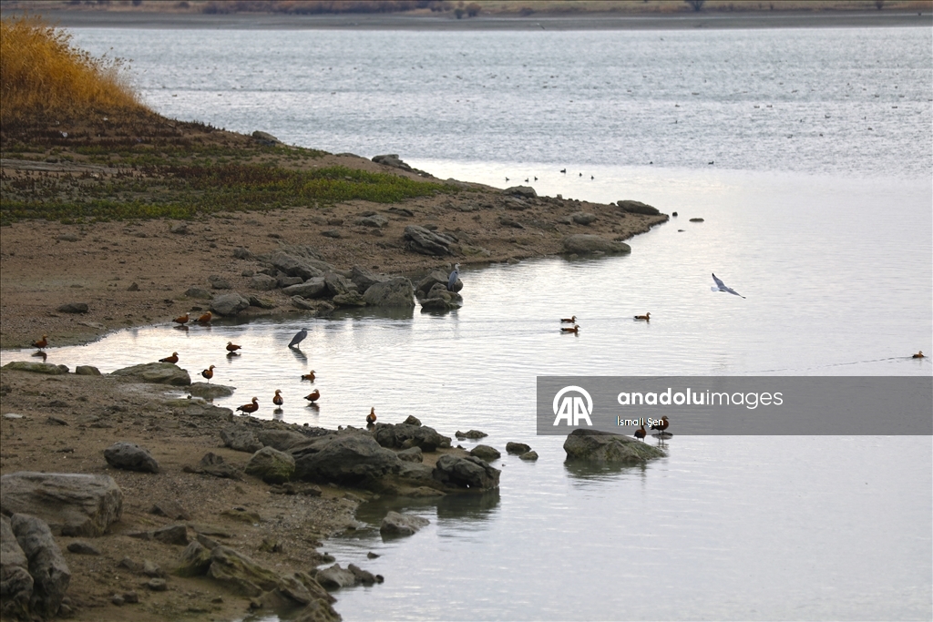 Водохранилище Чип в провинции Элязыг принимает тысячи перелетных птиц самых разных видов