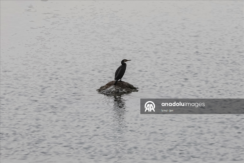 Водохранилище Чип в провинции Элязыг принимает тысячи перелетных птиц самых разных видов