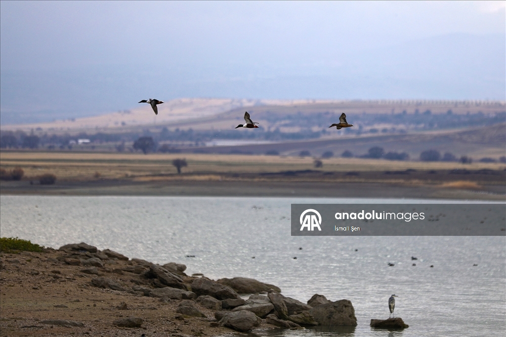 Водохранилище Чип в провинции Элязыг принимает тысячи перелетных птиц самых разных видов