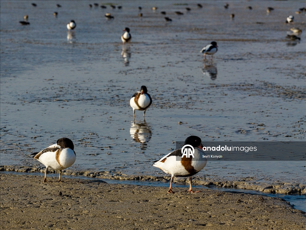 Altınapa Barajı göç yolundaki yaban ördeklerine mola noktası oldu