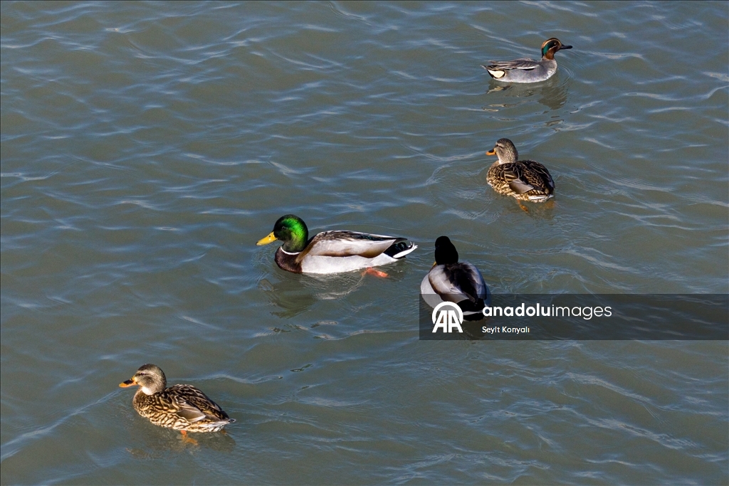 Altınapa Barajı göç yolundaki yaban ördeklerine mola noktası oldu