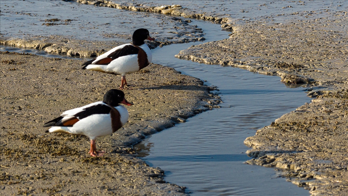 Altınapa Barajı göç yolundaki yaban ördeklerine mola noktası oldu