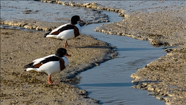 Altınapa Barajı göç yolundaki yaban ördeklerine mola noktası oldu