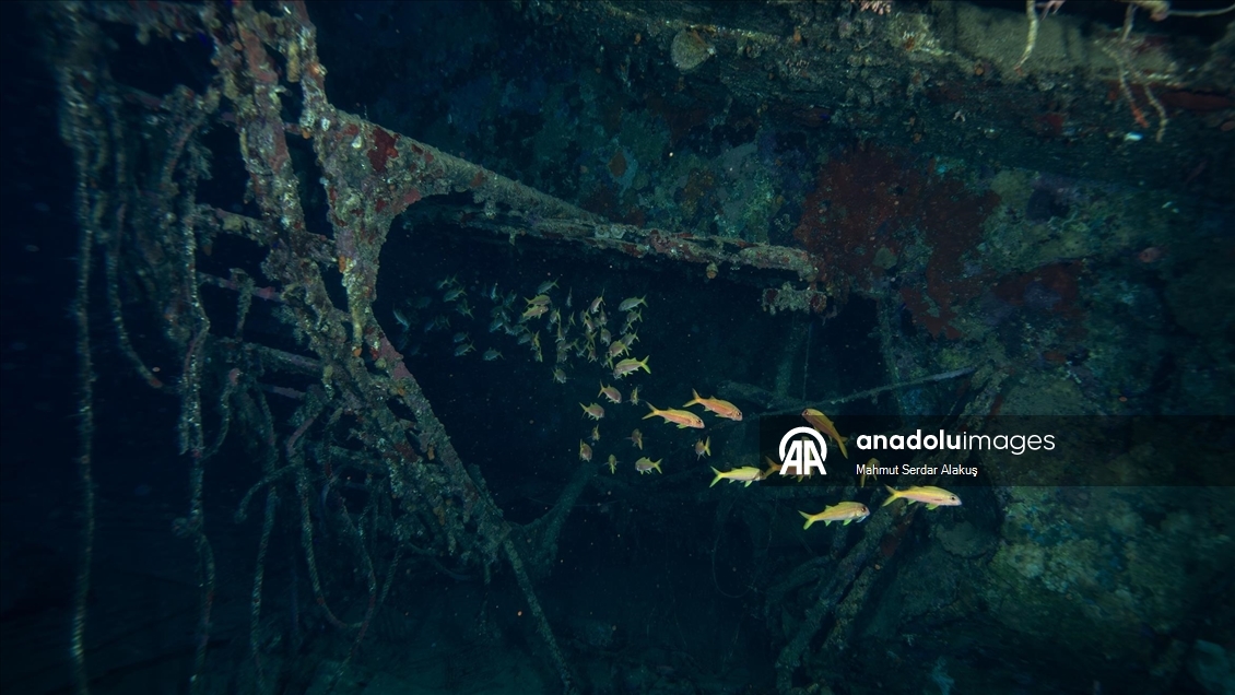 Kızıldeniz’in saygı batığı: Salem Express