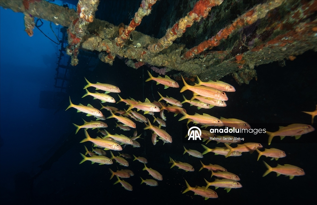 Kızıldeniz’in saygı batığı: Salem Express