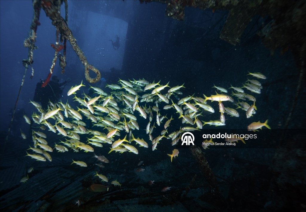 Kızıldeniz’in saygı batığı: Salem Express