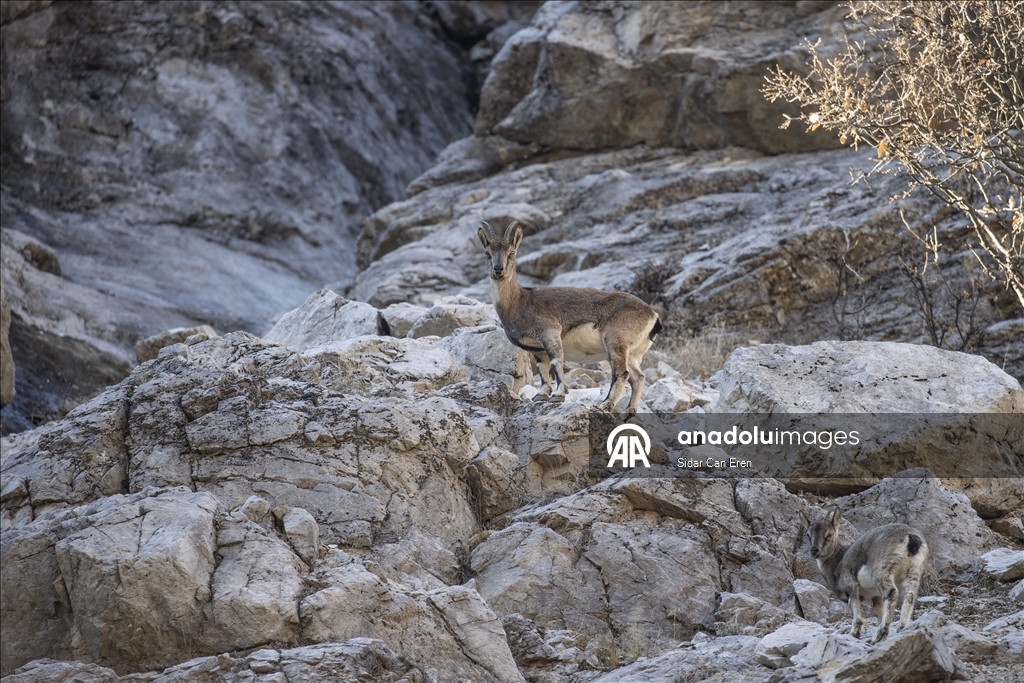 Li Tunceliyê pezkovî daketin Geliyê Munzurê