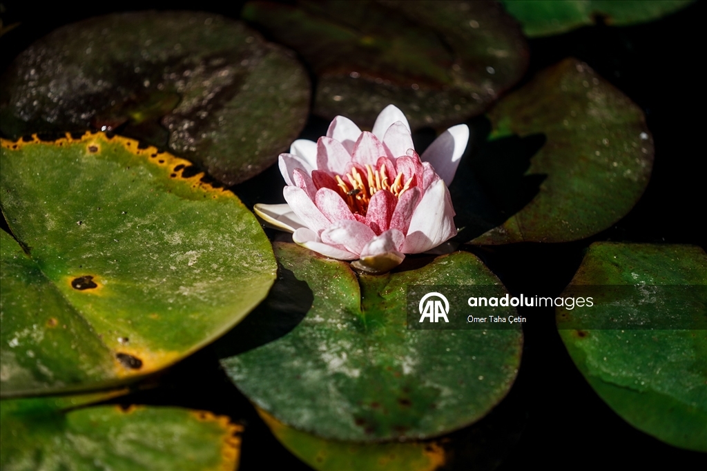 “Endülüs’ün Kızıl Tacı: El Hamra Sarayı”
