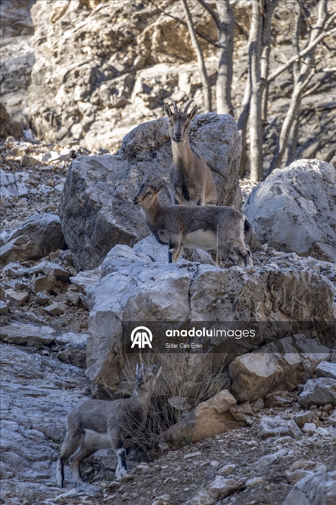 Li Tunceliyê pezkovî daketin Geliyê Munzurê