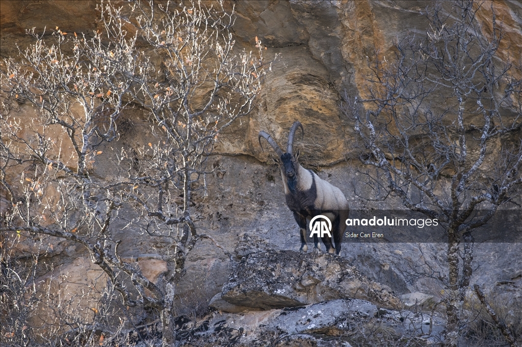 Li Tunceliyê pezkovî daketin Geliyê Munzurê