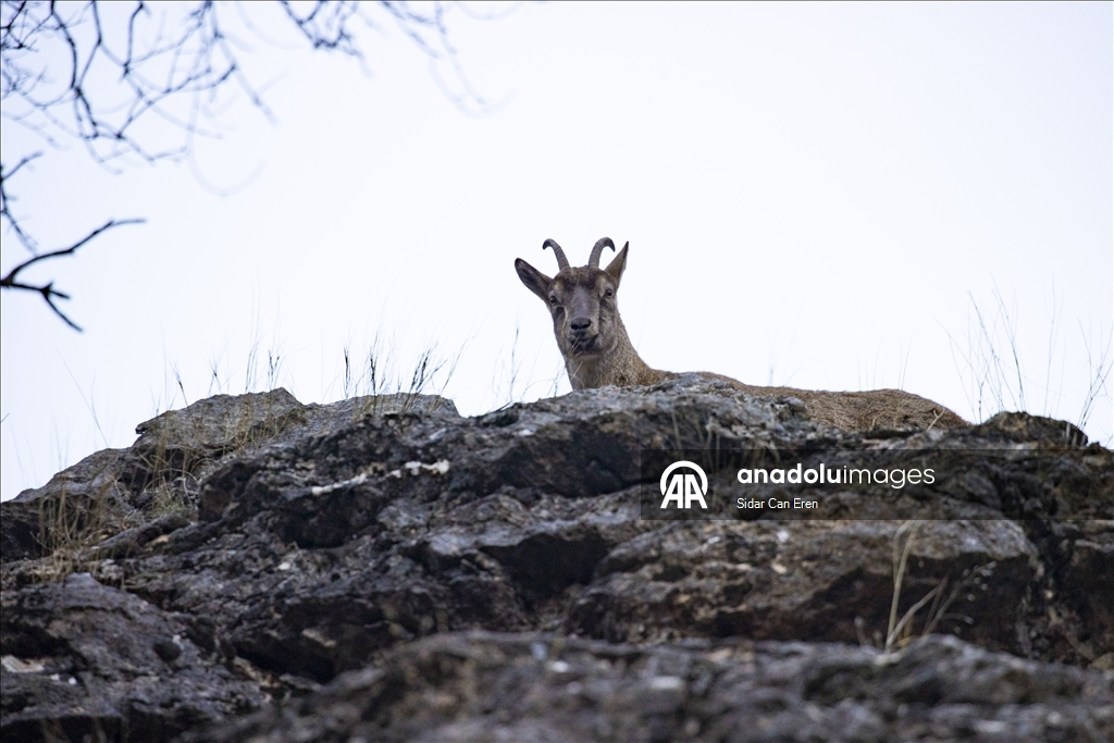 Li Tunceliyê pezkovî daketin Geliyê Munzurê