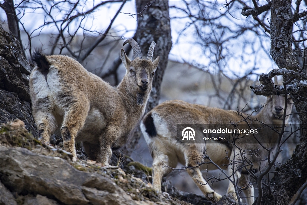 Li Tunceliyê pezkovî daketin Geliyê Munzurê