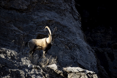 Li Tunceliyê pezkovî daketin Geliyê Munzurê
