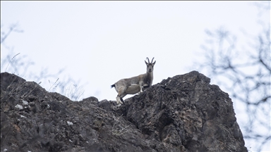 Tunceli'de yaban keçileri Munzur Vadisi'ne indi