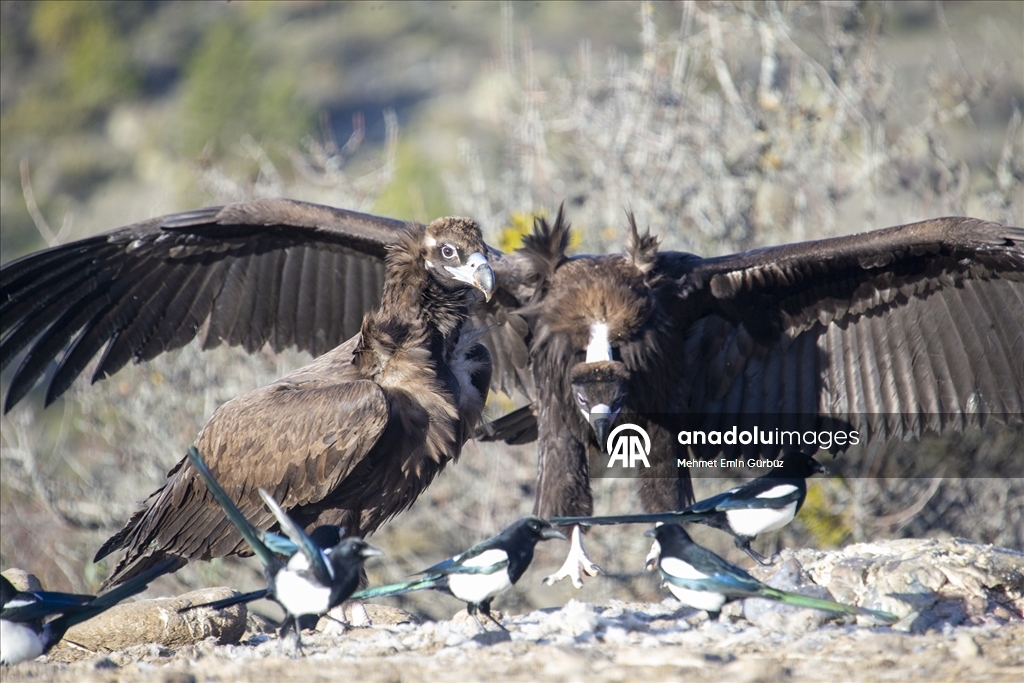 Akbabaların izi Bolu'daki istasyonda sürülüyor