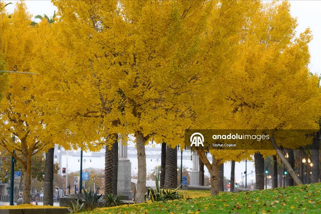 Дождливая погода в Сан-Франциско