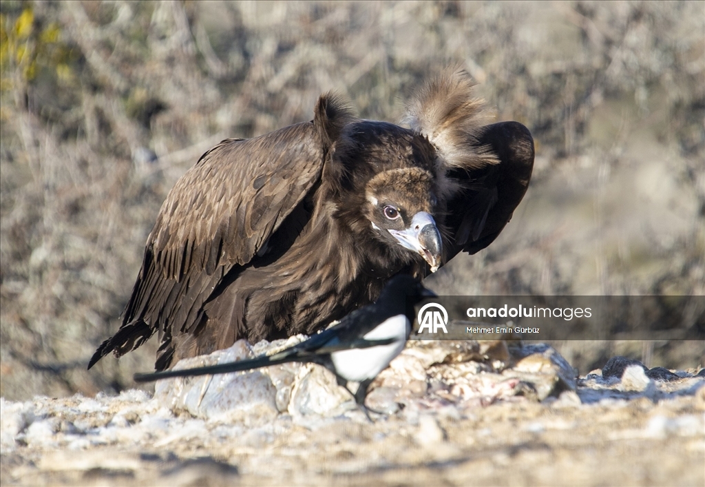 Akbabaların izi Bolu'daki istasyonda sürülüyor
