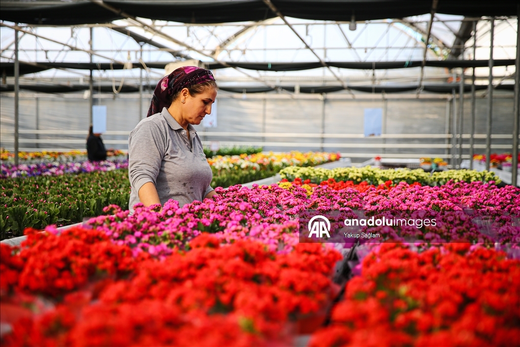 Yılbaşı öncesinde çiçekçilerde hareketlilik yaşanıyor