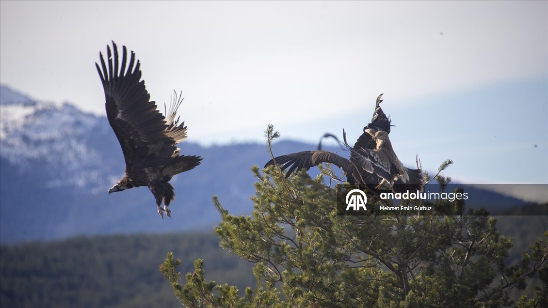 Akbabaların izi Bolu'daki istasyonda sürülüyor