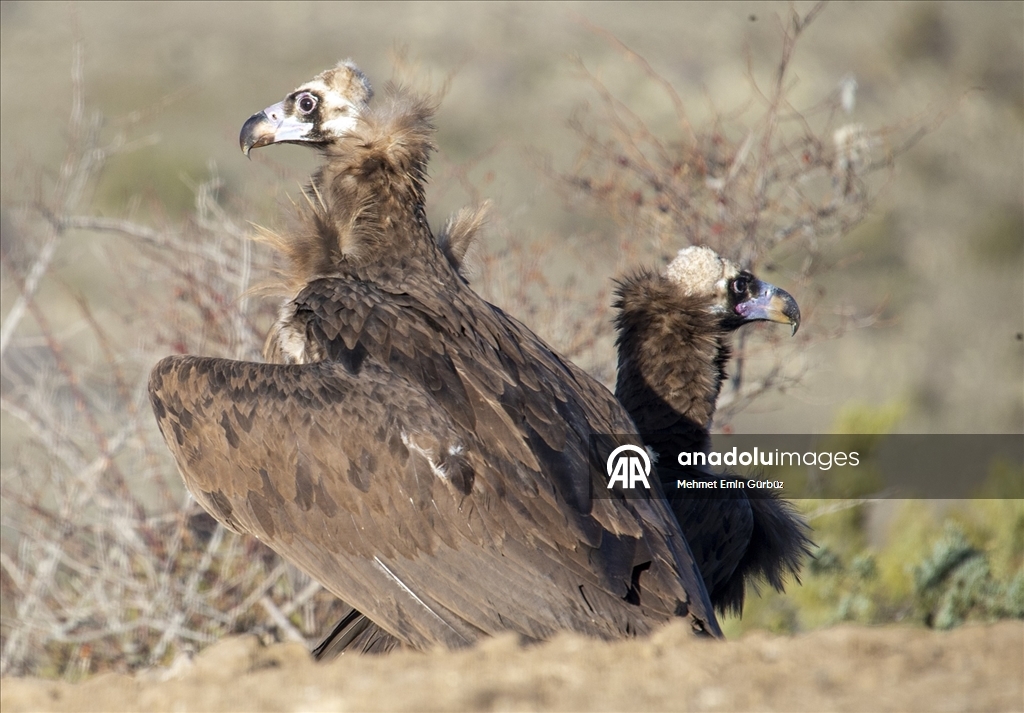 Akbabaların izi Bolu'daki istasyonda sürülüyor