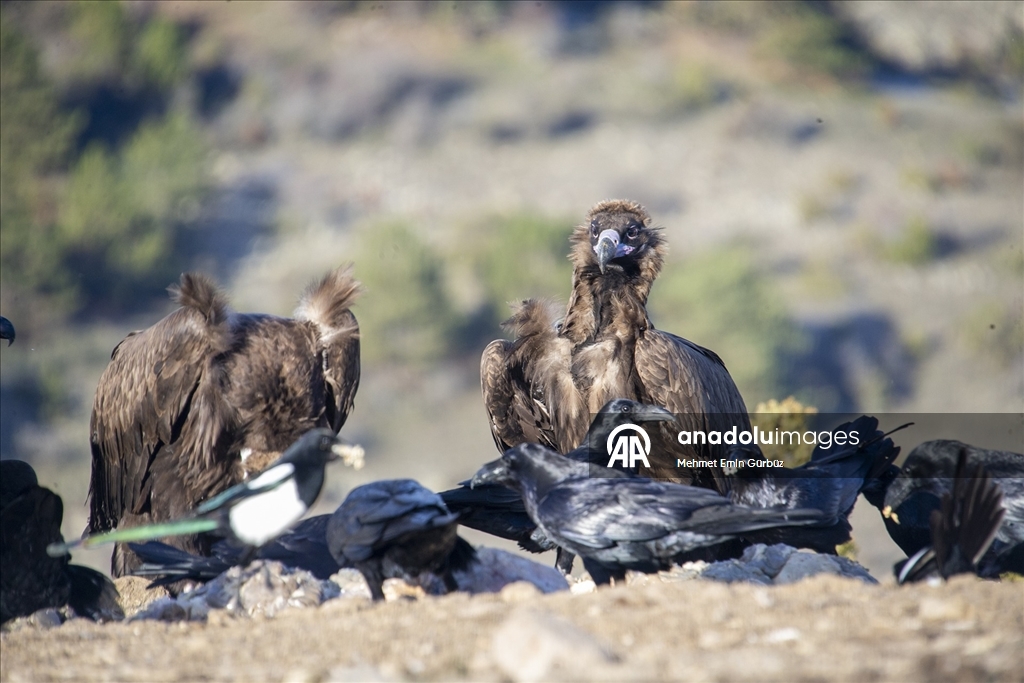 Akbabaların izi Bolu'daki istasyonda sürülüyor