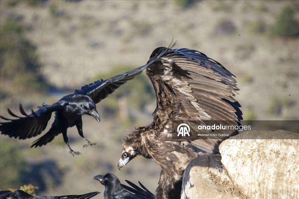 Akbabaların izi Bolu'daki istasyonda sürülüyor