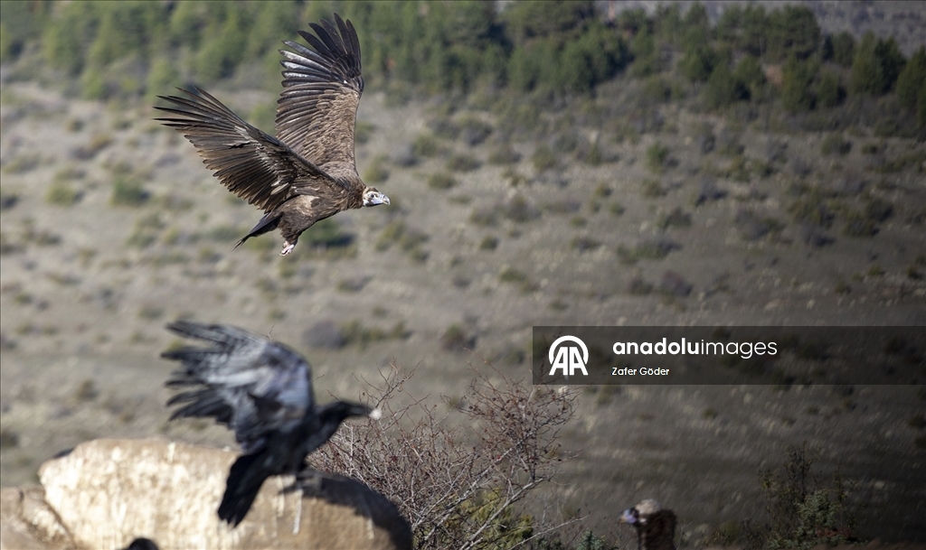 Akbabaların izi Bolu'daki istasyonda sürülüyor