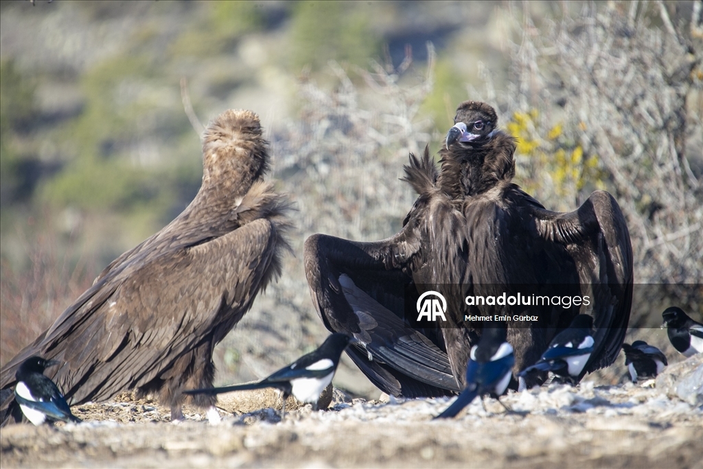 Akbabaların izi Bolu'daki istasyonda sürülüyor