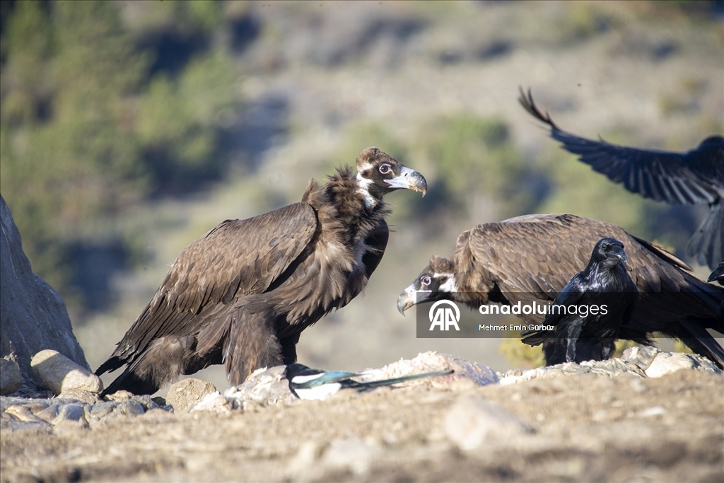 Akbabaların izi Bolu'daki istasyonda sürülüyor