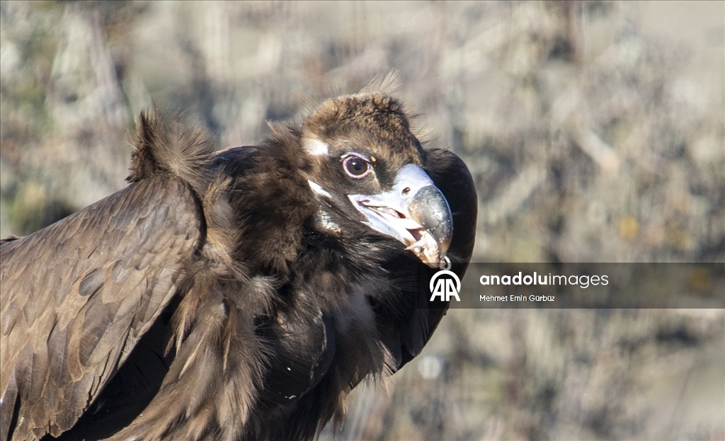 Akbabaların izi Bolu'daki istasyonda sürülüyor