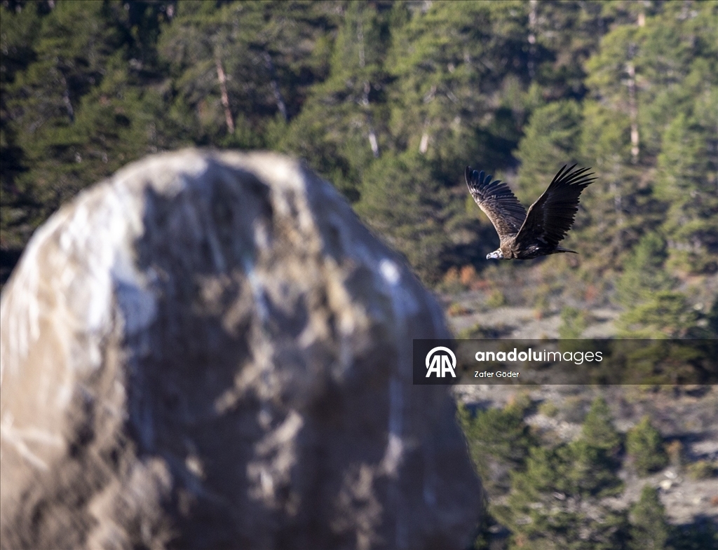 Akbabaların izi Bolu'daki istasyonda sürülüyor