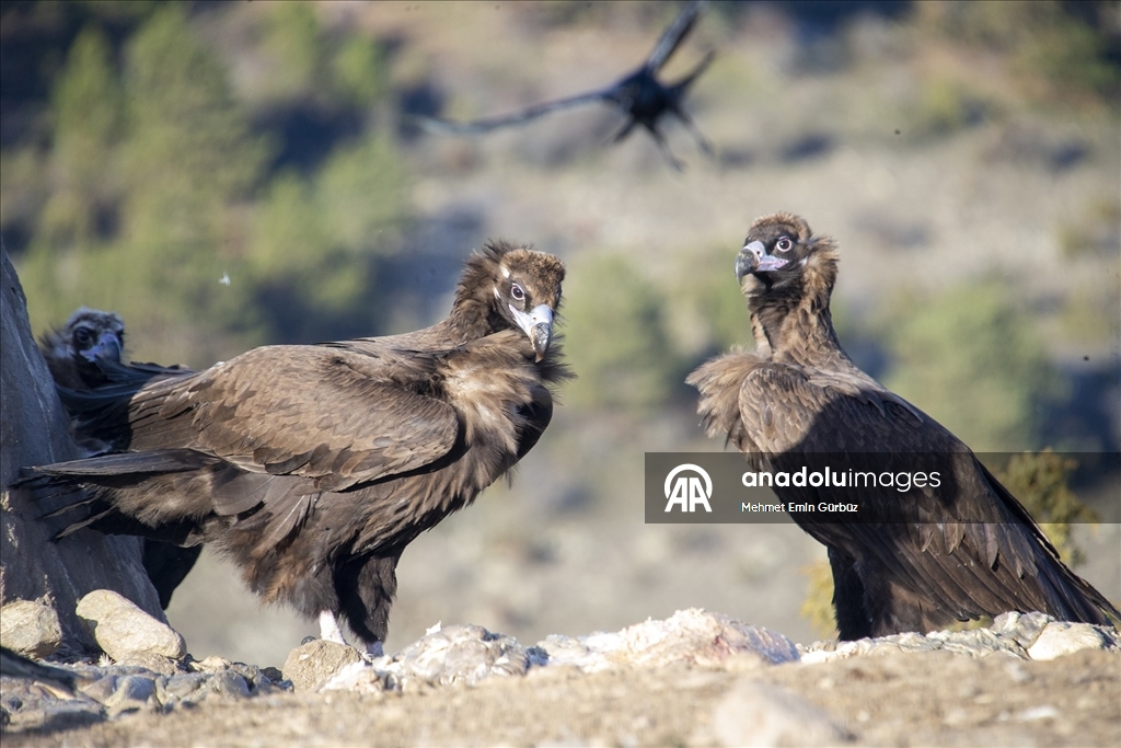 Akbabaların izi Bolu'daki istasyonda sürülüyor