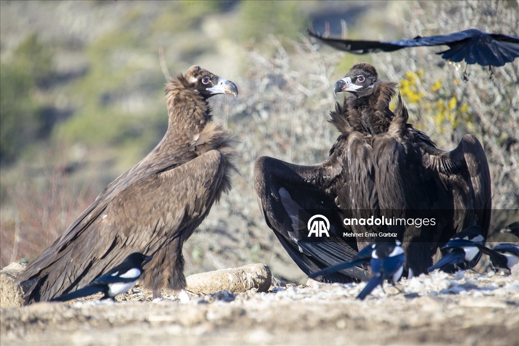 Akbabaların izi Bolu'daki istasyonda sürülüyor