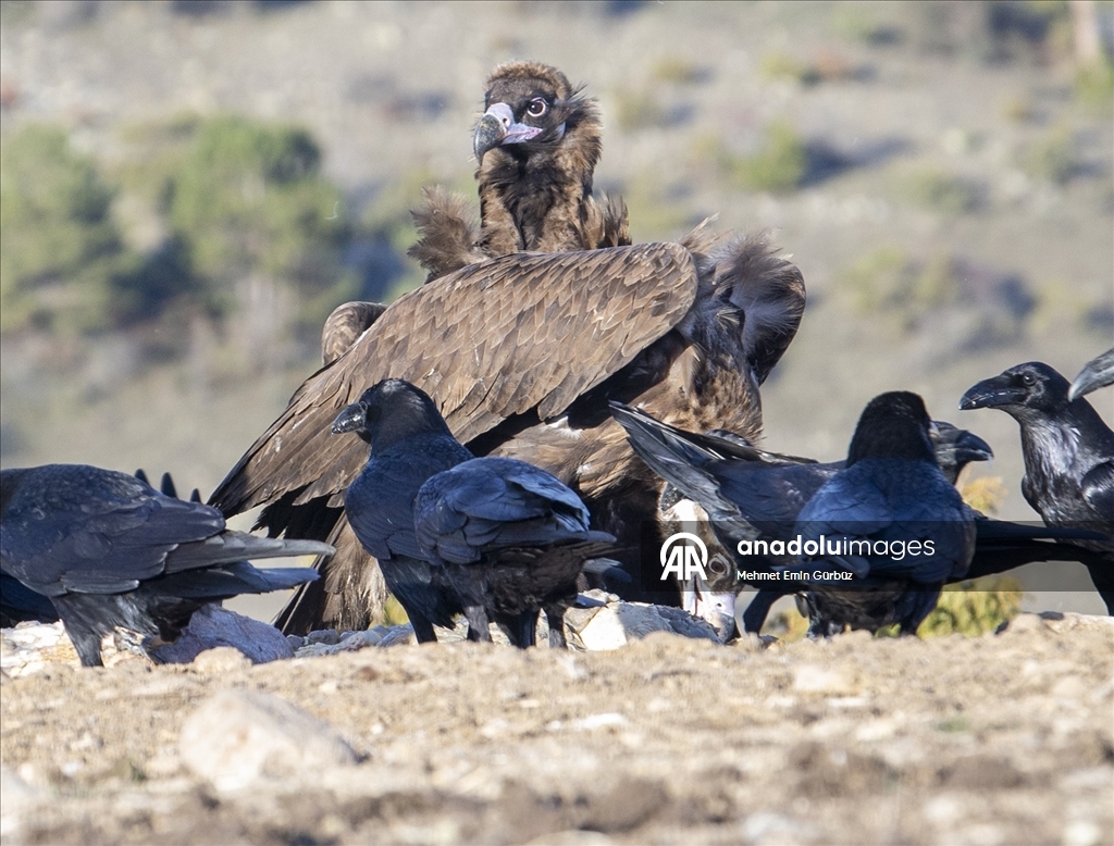 Akbabaların izi Bolu'daki istasyonda sürülüyor