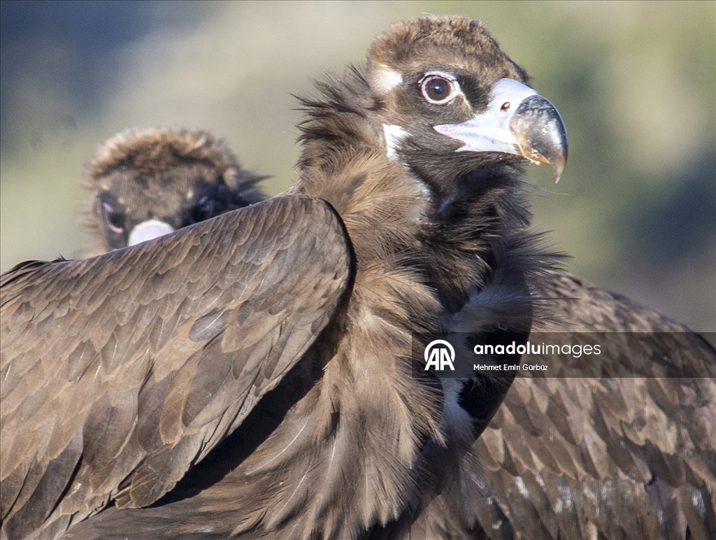 Akbabaların izi Bolu'daki istasyonda sürülüyor