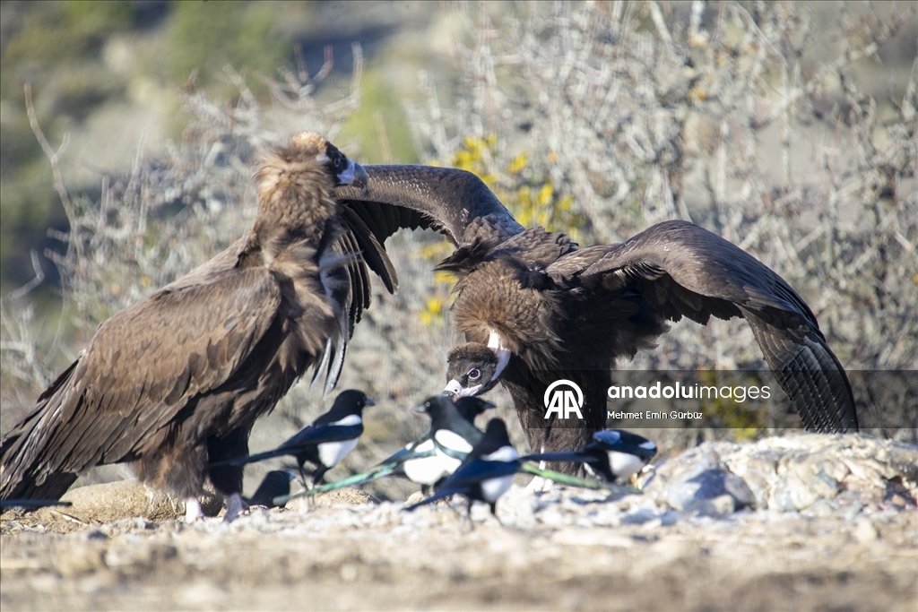 Akbabaların izi Bolu'daki istasyonda sürülüyor