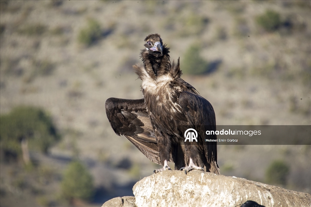 Akbabaların izi Bolu'daki istasyonda sürülüyor