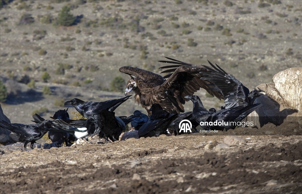 Akbabaların izi Bolu'daki istasyonda sürülüyor