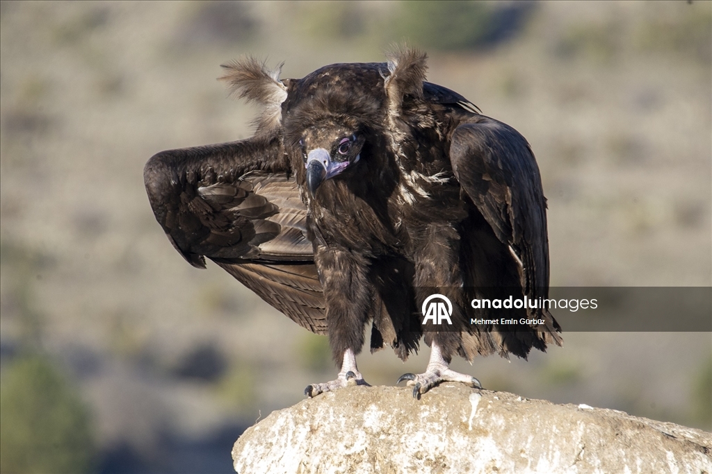 Akbabaların izi Bolu'daki istasyonda sürülüyor