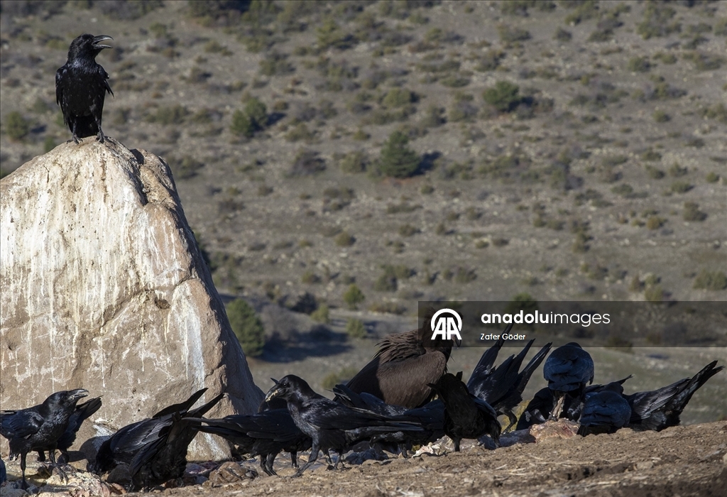 Akbabaların izi Bolu'daki istasyonda sürülüyor