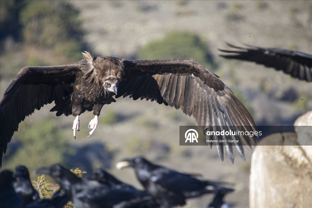 Akbabaların izi Bolu'daki istasyonda sürülüyor